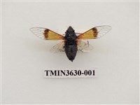 藏品(琉璃草蟬)的圖片